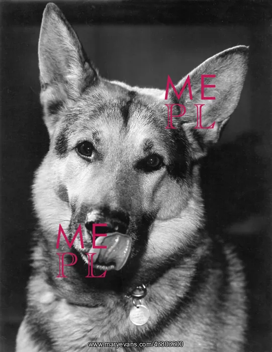  : German Shepherd dog