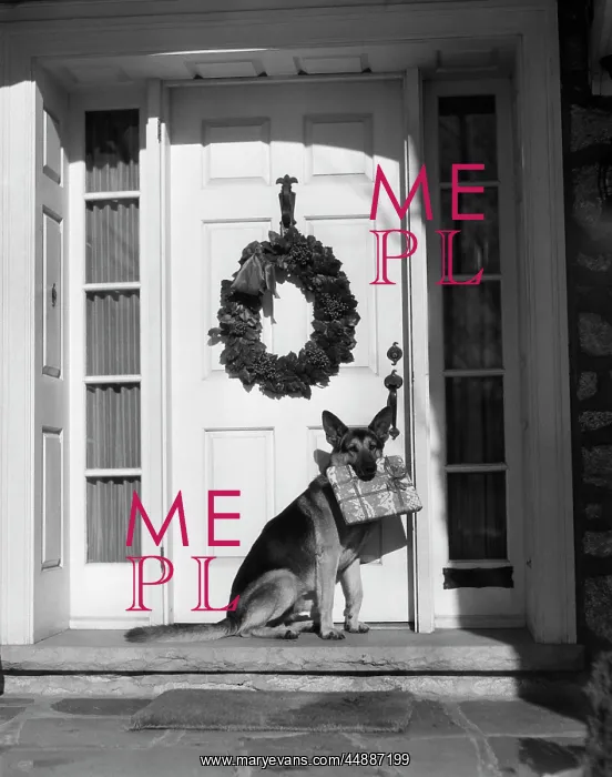 : German Shepherd Dog Sitting Front : German Shepherd Dog Sitting Front