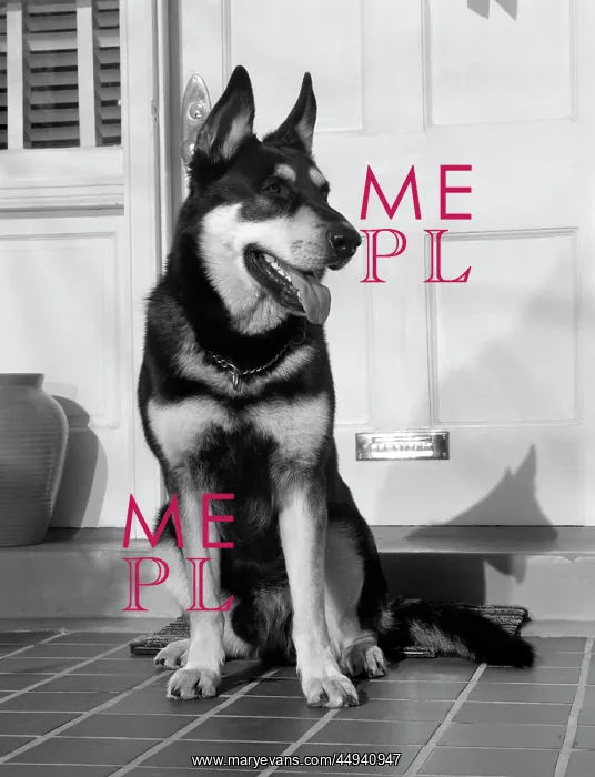  : German Shepherd Dog Sitting Outside