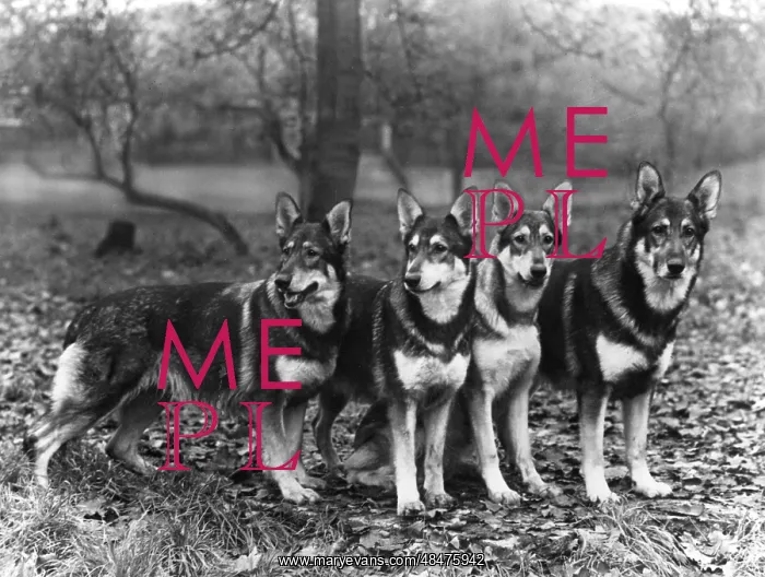 : German Shepherd Dogs, by Fall : German Shepherd Dogs, by Fall
