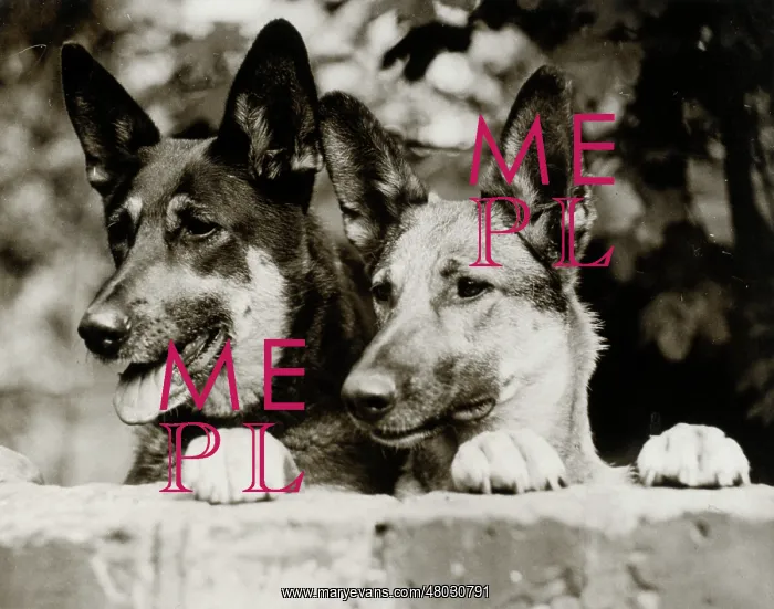  : Two German Shepherd dogs looking over wall