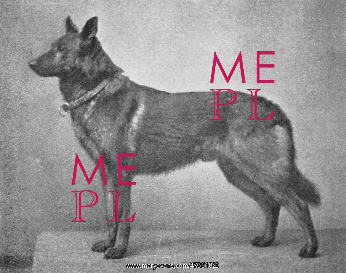 : GERMAN SHEPHERD HECTOR : GERMAN SHEPHERD HECTOR