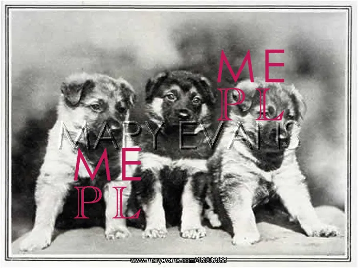  : GERMAN SHEPHERD PUPS