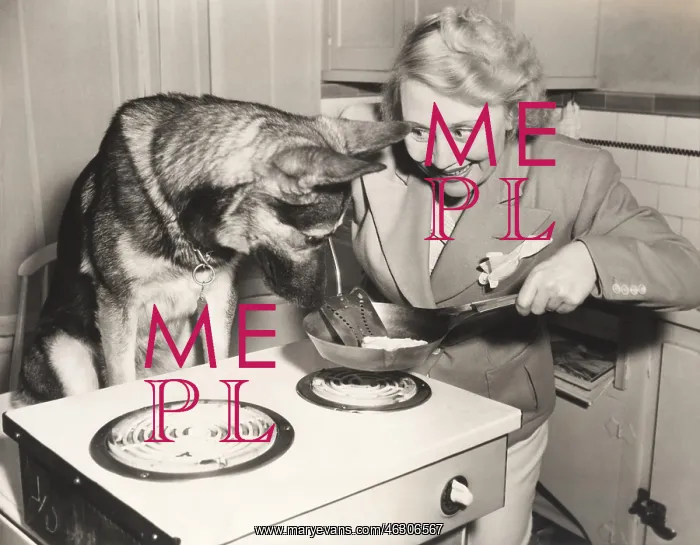 : German Shepherd watching woman frying eggs : German Shepherd watching woman frying eggs