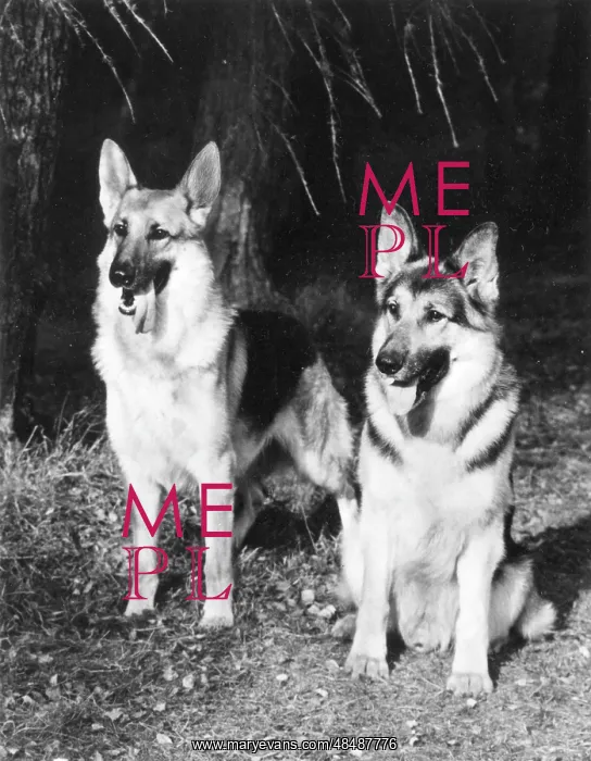 : GERMAN SHEPHERDS 1969 : GERMAN SHEPHERDS 1969