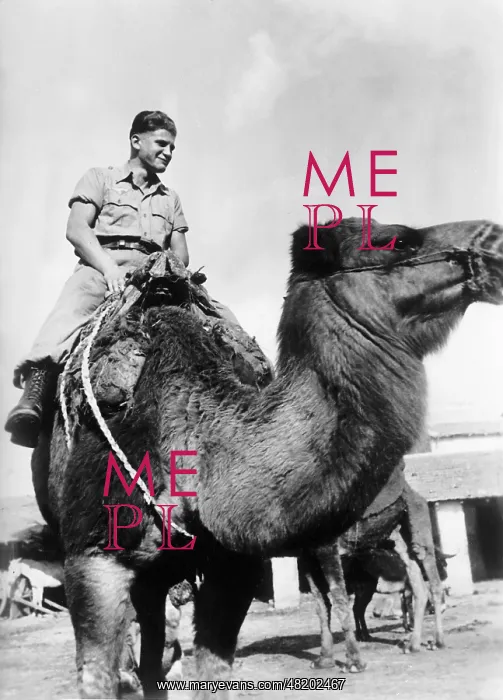 : German soldier on a camel, 1942 : German soldier on a camel, 1942