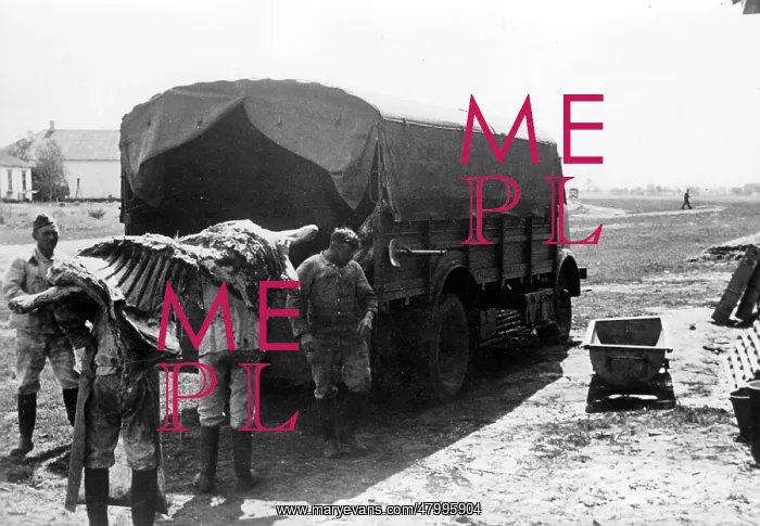 : German soldiers load beef sides from a load car - : German soldiers load beef sides from a load car -