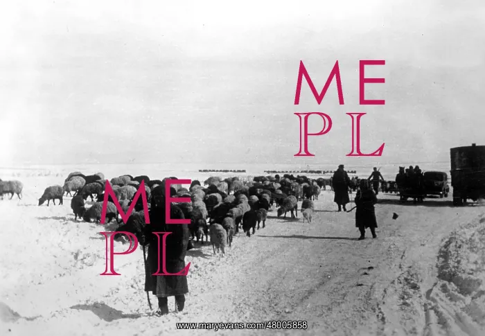 : German troops evacuate cattle, 1943 : German troops evacuate cattle, 1943