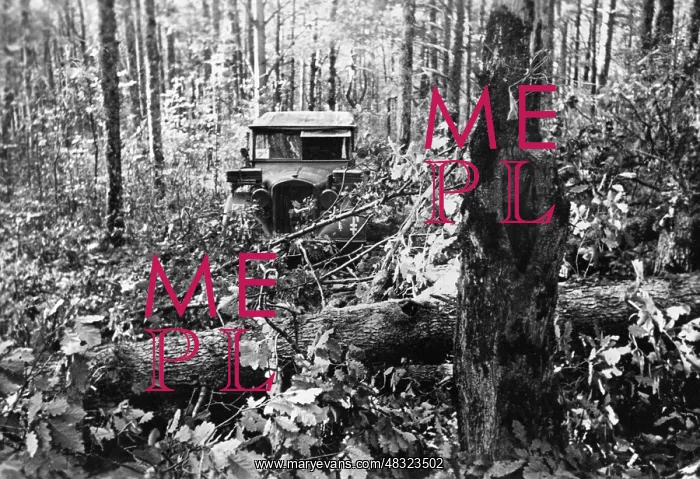 : German vehicle in the forest in the Caucasus, 1942 : German vehicle in the forest in the Caucasus, 1942