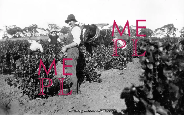 : German vintner in Australia, 1932 : German vintner in Australia, 1932