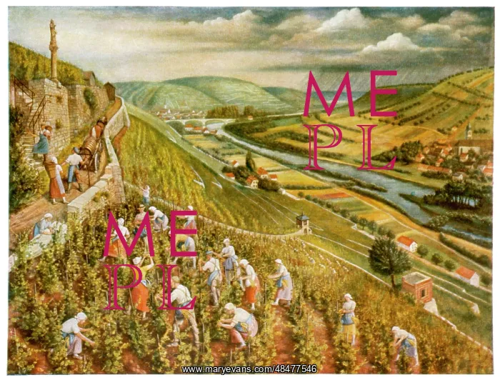 : GERMAN WINE HARVEST : GERMAN WINE HARVEST