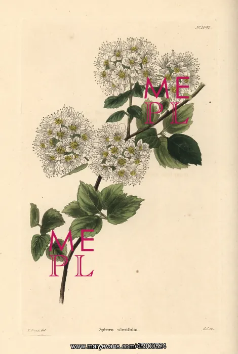 : Germander meadowsweet, Spiraea chamaedryfolia : Germander meadowsweet, Spiraea chamaedryfolia