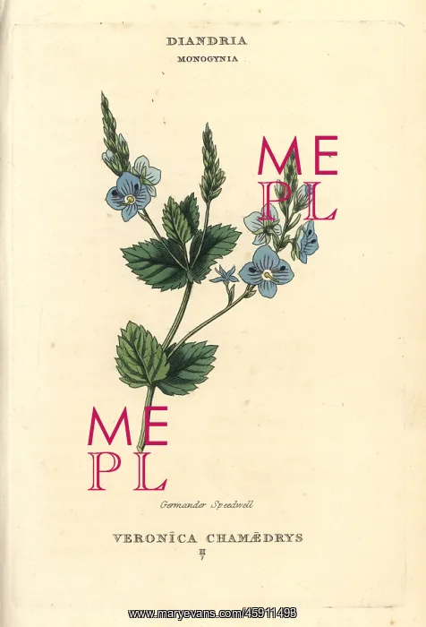 : Germander speedwell, Veronica chamaedrys : Germander speedwell, Veronica chamaedrys