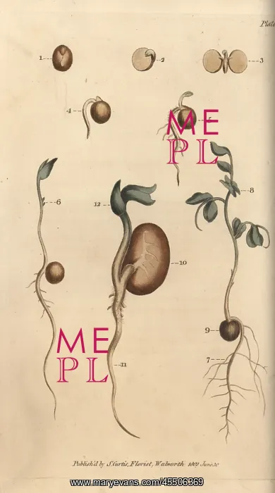: Germinating seeds of the pea Pisum sativum : Germinating seeds of the pea Pisum sativum