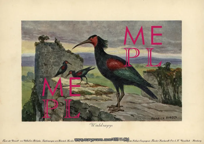 : Geronticus balcanicus, ancestral form of the : Geronticus balcanicus, ancestral form of the