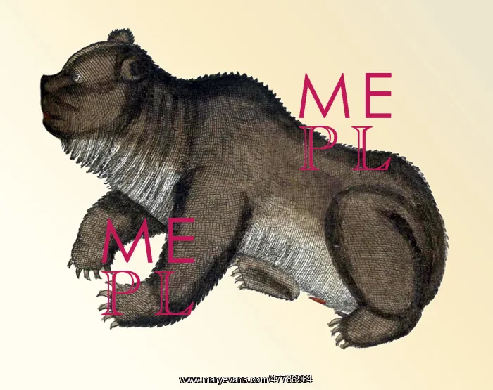 : Gessner, Bear, 16th Century : Gessner, Bear, 16th Century