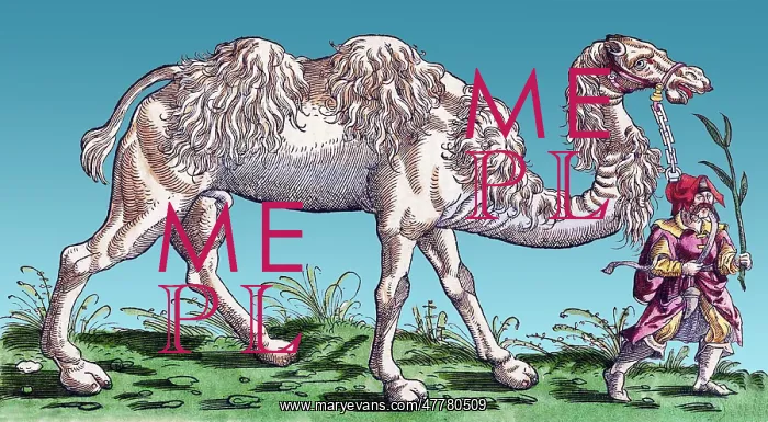 : Gessner, Camel, 16th Century : Gessner, Camel, 16th Century