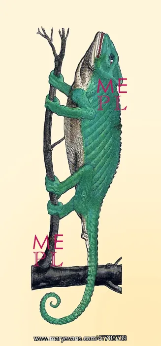 : Gessner, Chameleon, 16th Century : Gessner, Chameleon, 16th Century
