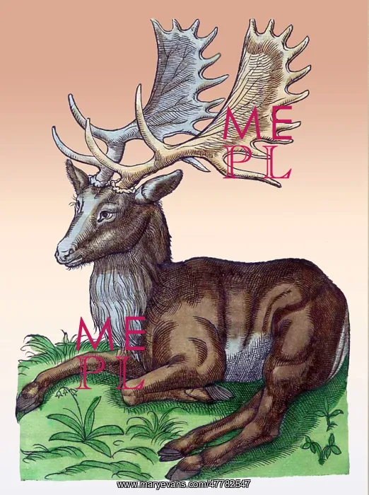 : Gessner, Elk, 16th Century : Gessner, Elk, 16th Century