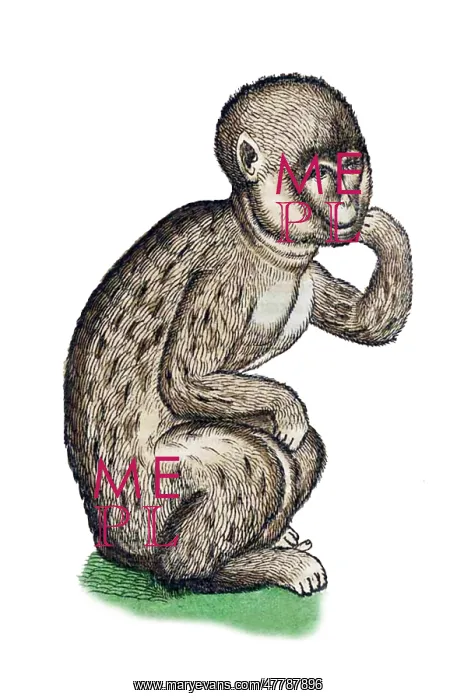 : Gessner, Monkey, 16th Century : Gessner, Monkey, 16th Century