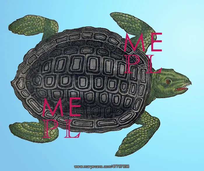 : Gessner, Sea Turtle, 16th Century : Gessner, Sea Turtle, 16th Century