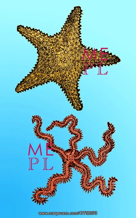 : Gessner, Starfish, 16th Century : Gessner, Starfish, 16th Century