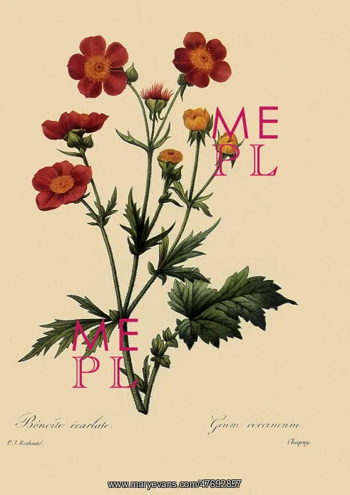  : Geum chilense