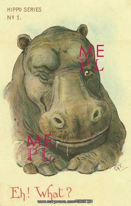 : Hippo. Eh! What? Illustrated comic postcard of a hippo winking : Hippo. Eh! What? Illustrated comic postcard of a hippo winking