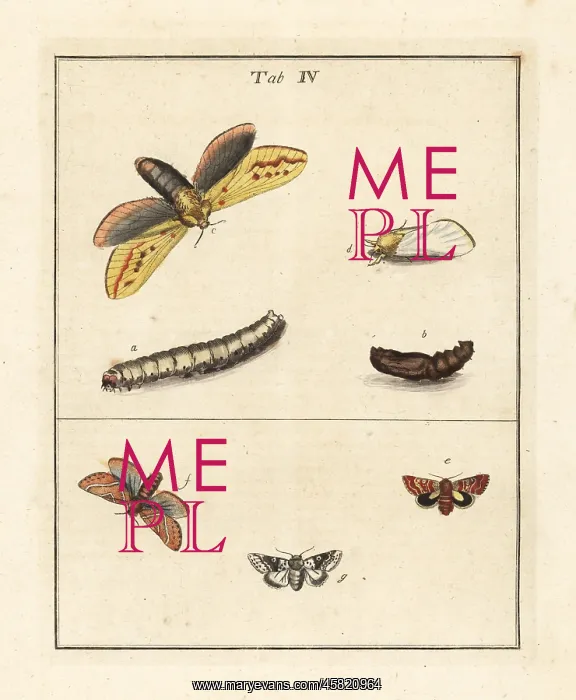 : Ghost moth, beautiful yellow underwing, etc : Ghost moth, beautiful yellow underwing, etc