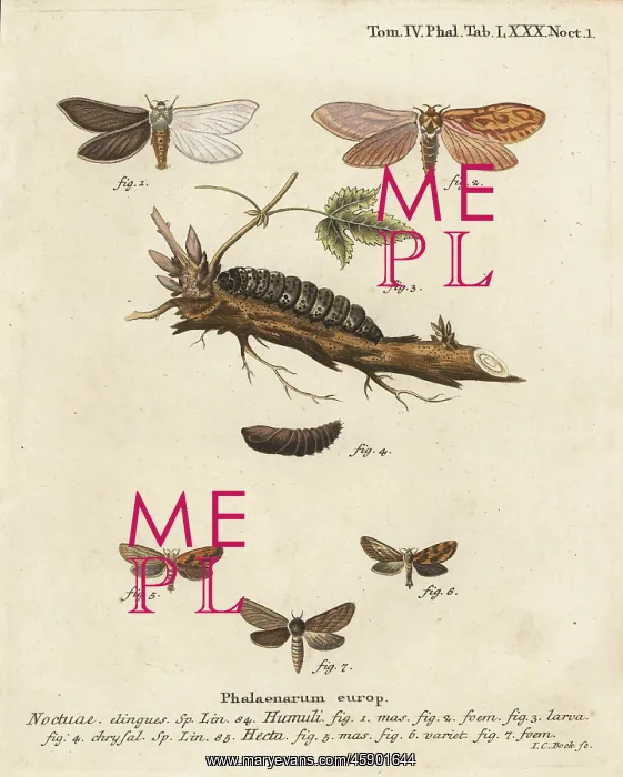 : Ghost moth and gold swift : Ghost moth and gold swift
