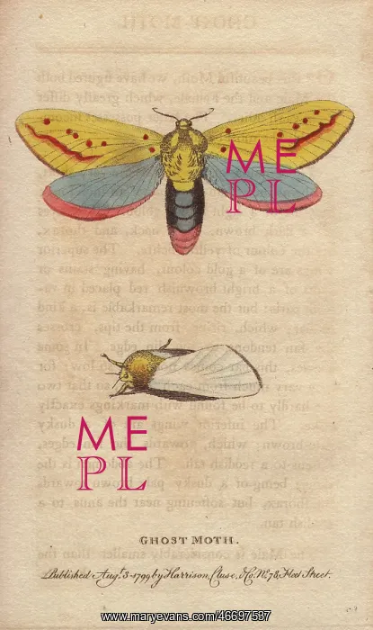 : Ghost moth, Hepialus humuli : Ghost moth, Hepialus humuli