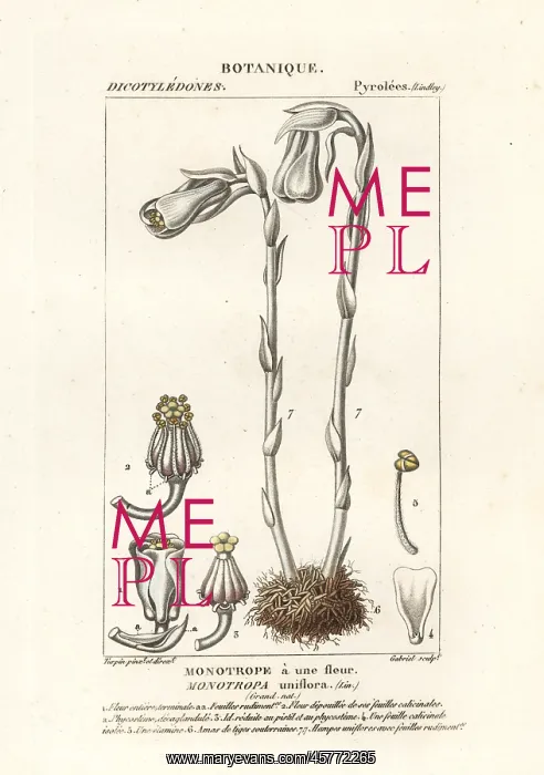 : Ghost plant or Indian pipe, Monotropa uniflora : Ghost plant or Indian pipe, Monotropa uniflora