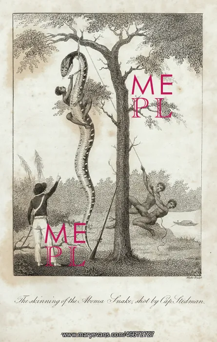 : A giant anaconda being hoisted into a tree with a rope : A giant anaconda being hoisted into a tree with a rope