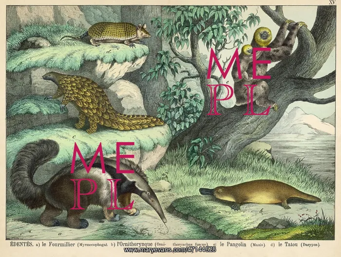 : Giant Anteater, Brown Platypus, Pangolin, Armadillo, Sloth : Giant Anteater, Brown Platypus, Pangolin, Armadillo, Sloth