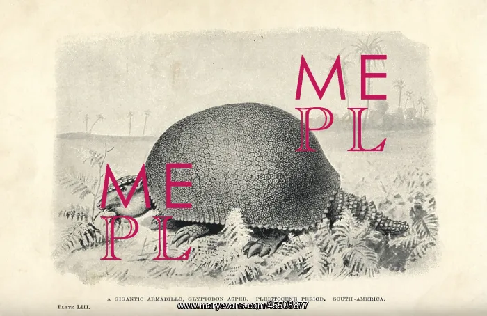 : Giant armadillo, Glyptodon asper : Giant armadillo, Glyptodon asper