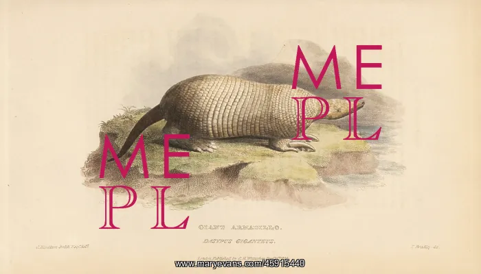 : Giant armadillo, Priodontes maximus : Giant armadillo, Priodontes maximus