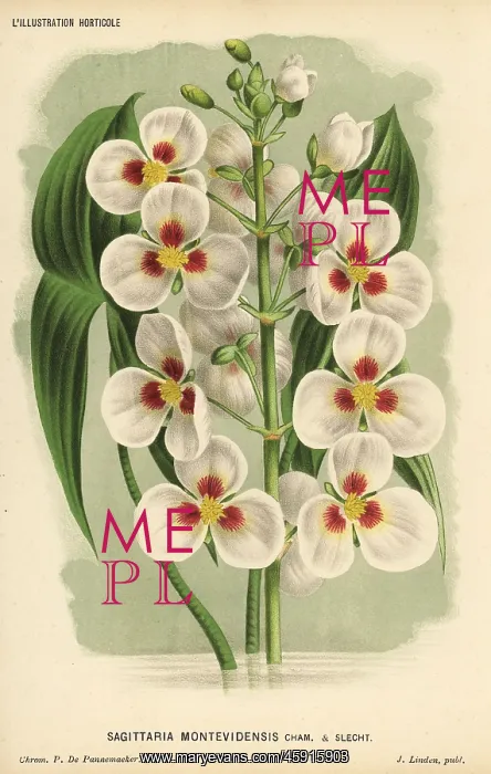 : Giant arrowhead, Sagittaria montevidensis : Giant arrowhead, Sagittaria montevidensis