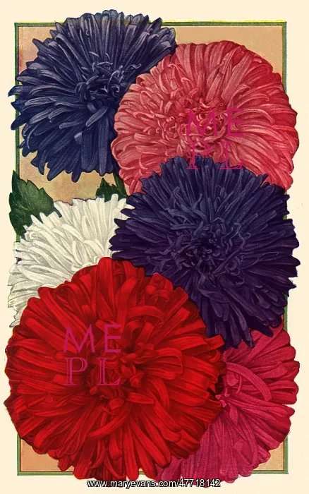  : Giant Asters