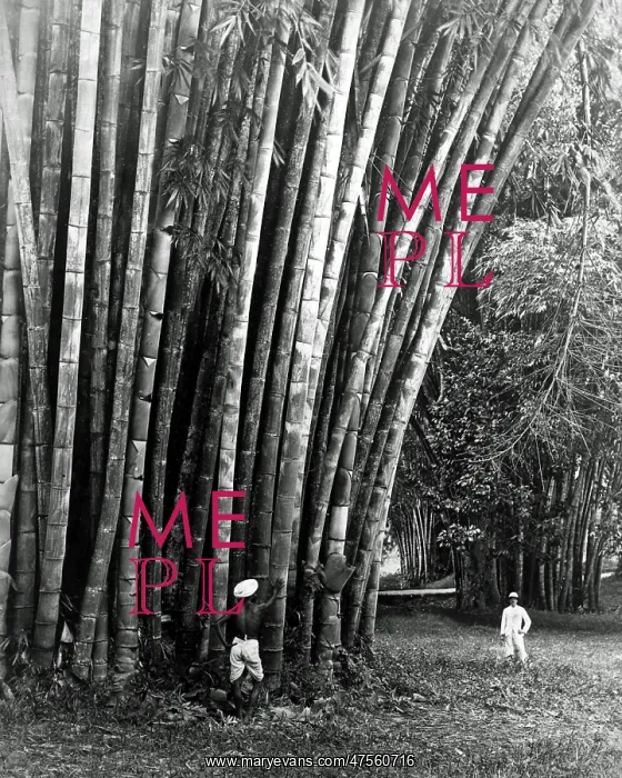 : Giant Bamboo, Ceylon (Sri Lanka) : Giant Bamboo, Ceylon (Sri Lanka)