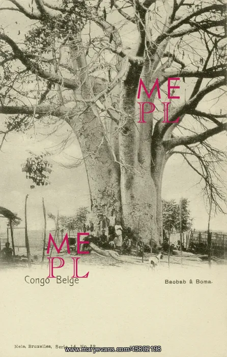 : Giant Baobab Tree - Belgian Congo, Central Africa : Giant Baobab Tree - Belgian Congo, Central Africa