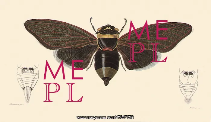 : Giant Bornean Cicada : Giant Bornean Cicada