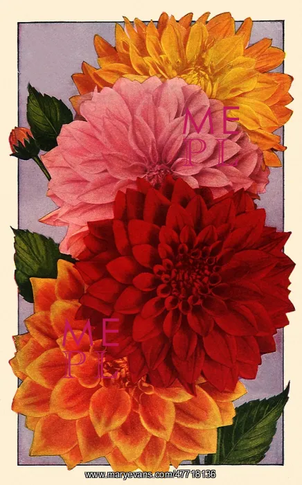  : Four Giant Dahlias