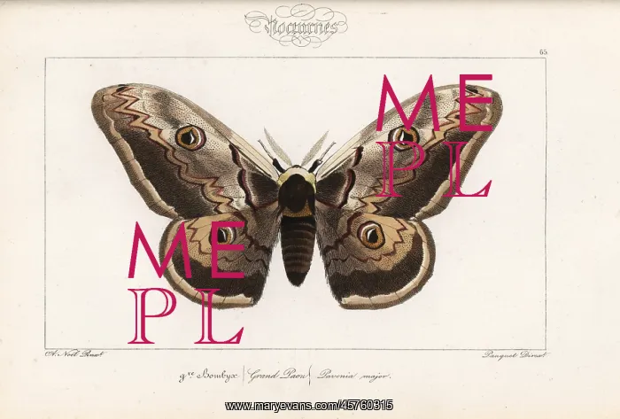 : Giant emperor moth, Saturnia pyri : Giant emperor moth, Saturnia pyri