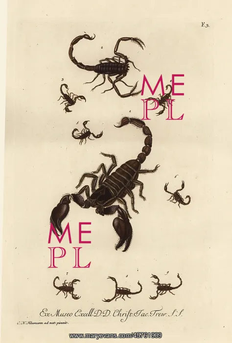 : Giant forest scorpion, Heterometrus indus : Giant forest scorpion, Heterometrus indus