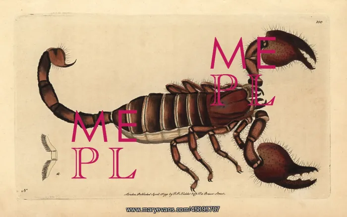 : Giant forest scorpion, Heterometrus indus : Giant forest scorpion, Heterometrus indus