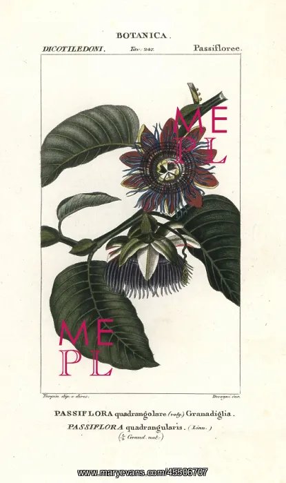 : Giant granadilla, Passiflora quadrangularis : Giant granadilla, Passiflora quadrangularis