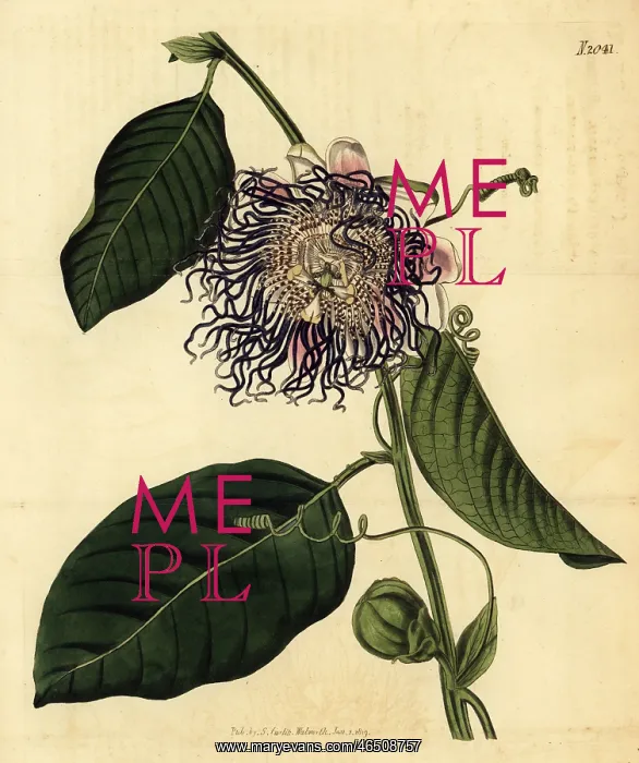 : Giant granadilla, Passiflora quadrangularis : Giant granadilla, Passiflora quadrangularis