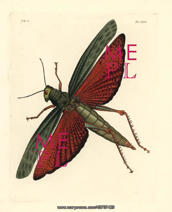 : Giant grasshopper, Tropidacris dux : Giant grasshopper, Tropidacris dux