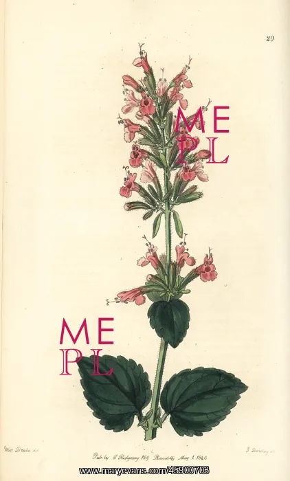 : Giant hyssop, Agastache pallida : Giant hyssop, Agastache pallida