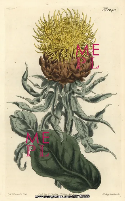 : Giant knapweed, Centaurea macrocephala : Giant knapweed, Centaurea macrocephala